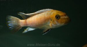 Labeotropheus trewavasae 'Pombo Rocks'